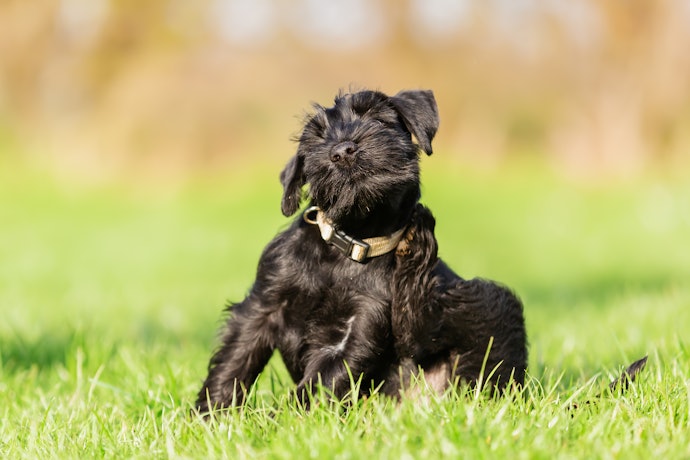 O Que Fazer Quando o Cachorro Está com Alergia na Pele?