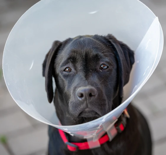 Doença de Pele em Cachorro: Tipos, Como Tratar e mais