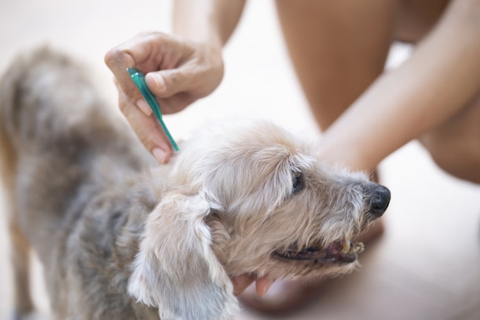Quais Doenças são Transmitidas Pela Pulga em Cães?