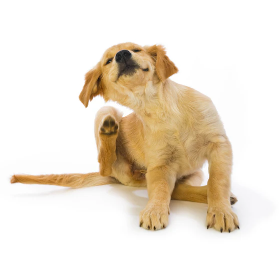 Pulga de Cachorro: Como Tirar e mais
